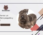 Cesky Terrier: un compañero pequeño y versátil