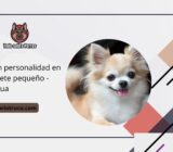 una gran personalidad en un paquete pequeño – Chihuahua