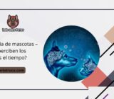 Psicología de mascotas –  ¿Cómo perciben los animales el tiempo?