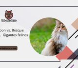 Maine Coon vs. Bosque noruego.  Gigantes felinos