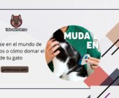 Mudarse en el mundo de los gatos o cómo domar el pelaje de tu gato