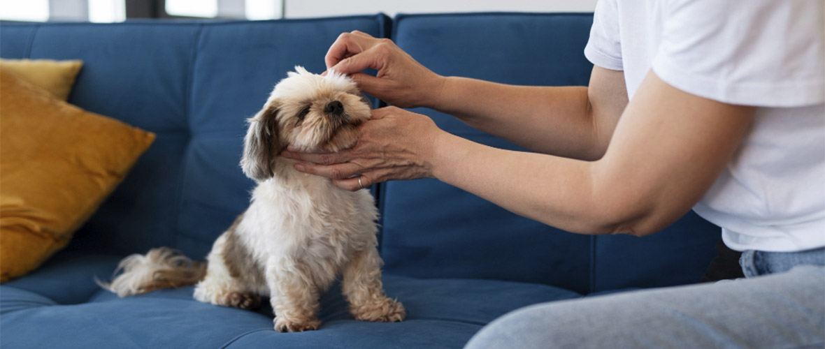 Cómo limpiar las orejas de un perro