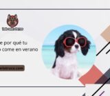 Descubre por qué tu perro no come en verano