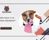 ¿Qué debo hacer si mi perro tiene sobrepeso?