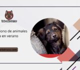 El abandono de animales aumenta en verano