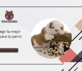 Cómo elegir la mejor comida para tu perro