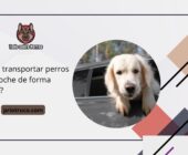 ¿Cómo transportar perros en el coche de forma segura?