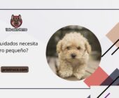 ¿Qué cuidados necesita un perro pequeño?