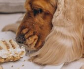 ¿Sabes qué alimentos están prohibidos para tu perro?