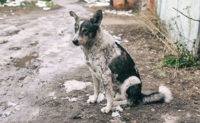 Animal errant, perdu, abandonné