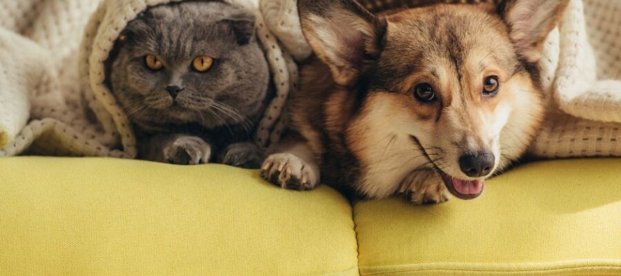 Cohabitation chien et chat