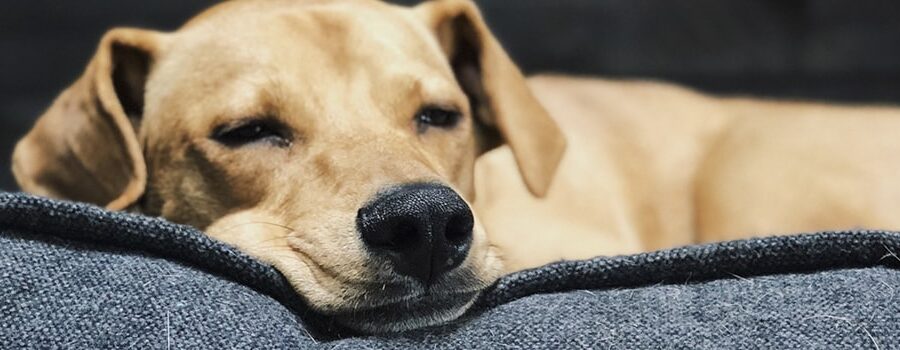 Cómo elegir una cama para tu perro