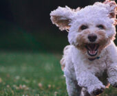 Cuidados para mascotas después de las vacaciones de verano