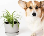 Plantas tóxicas para los perros: la lista completa