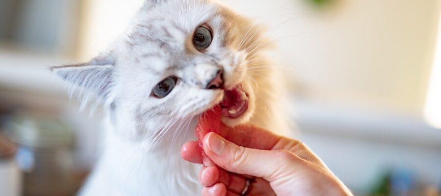 ¿Cómo elegir la comida para tu perro o gato?