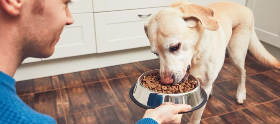 ¿Conoces la mejor comida para perros esterilizados?