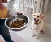 ¿Cuándo y cómo cambiar la alimentación de tu perro de adulto a senior?